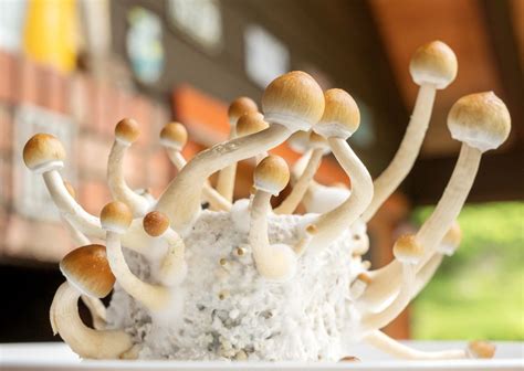 Magic mushrooms idahoo